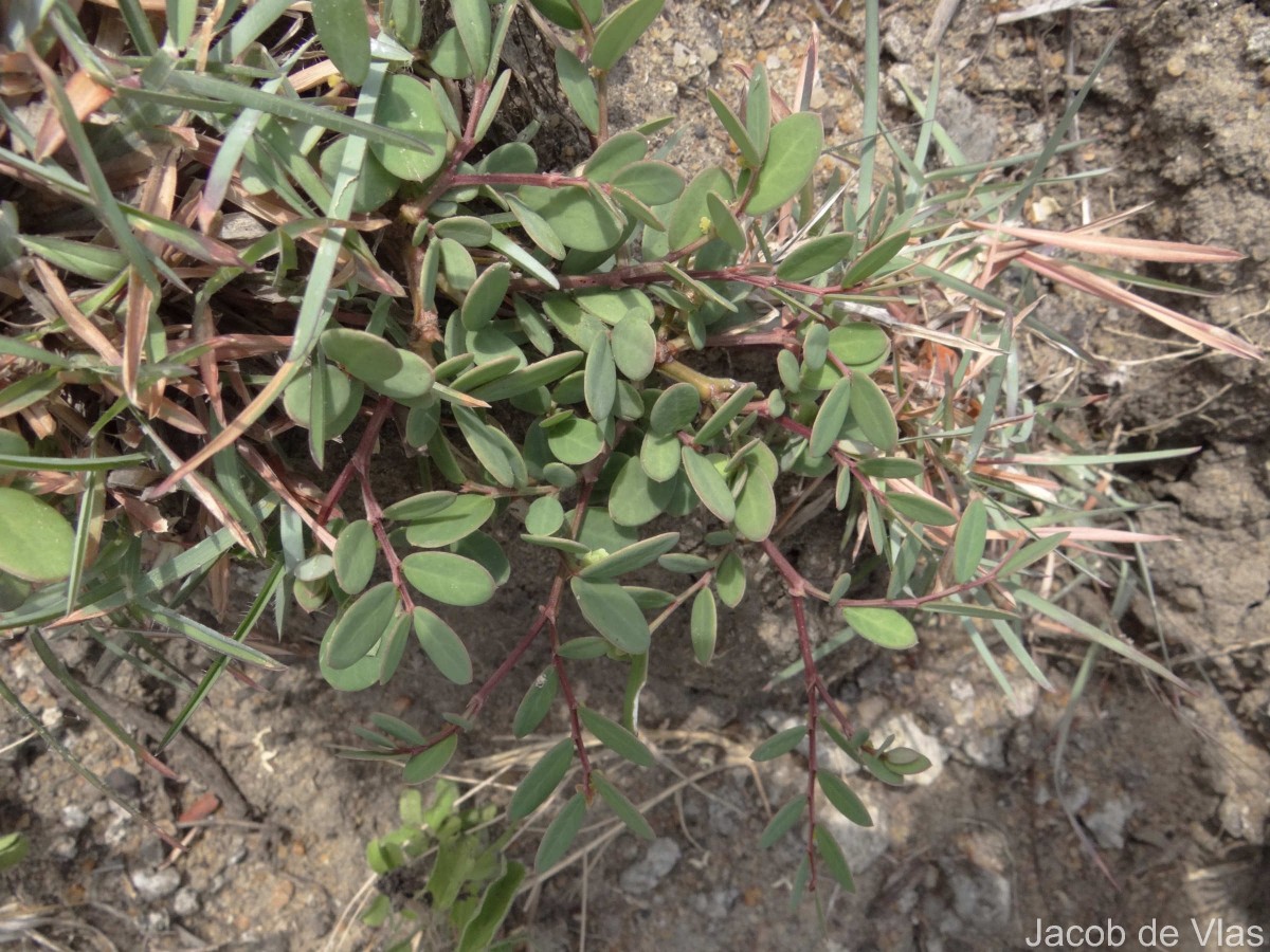 Synostemon bacciformis (L.) G.L.Webster
